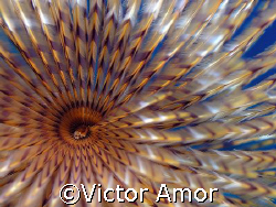 Whirlpool by Victor Amor 